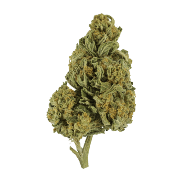 Blackwater | Budmail Canada