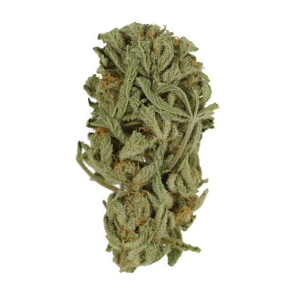 Master Kush Ultra | Budmail Canada