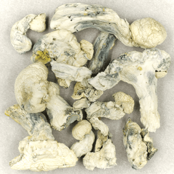 Cambodian Psilocybe Cubensis | Budmail Canada