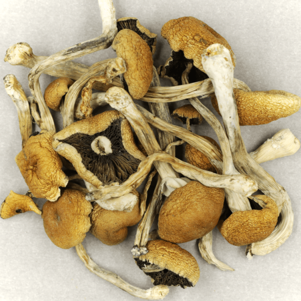 Cambodian Psilocybe Cubensis | Budmail Canada