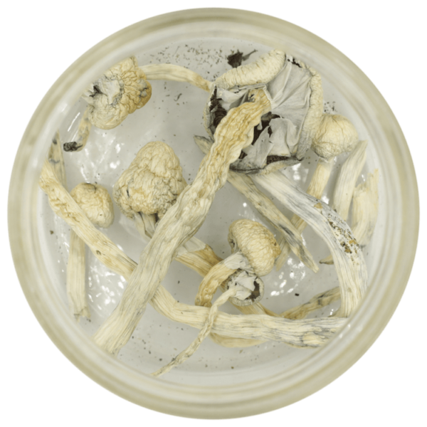 Great White Monster Cubensis | Budmail Canada