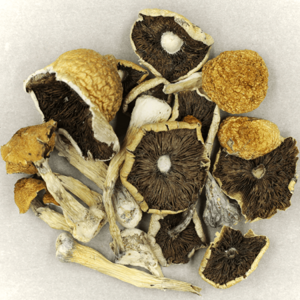 Penis Envy Cubensis | Budmail Canada