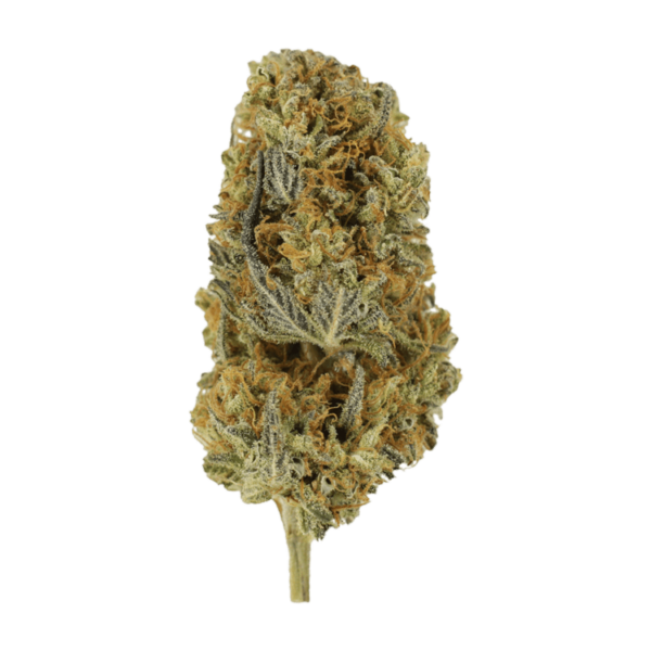 Headband | Budmail Canada