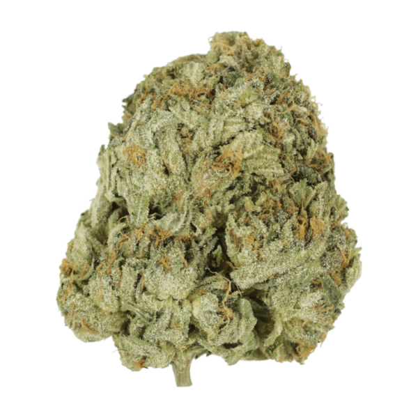 Godzilla Glue | Budmail Canada