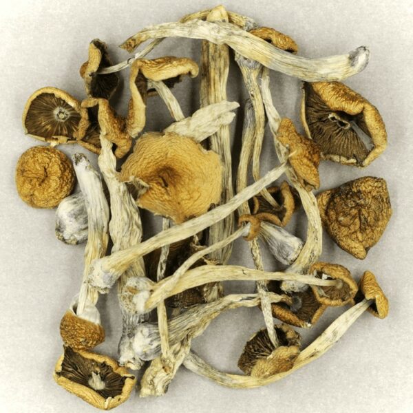 Psilocybe Cubensis Mexicana | Budmail Canada