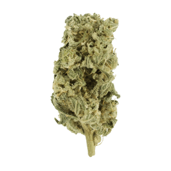 Hash Plant – 1oz / $60 | Budmail Canada