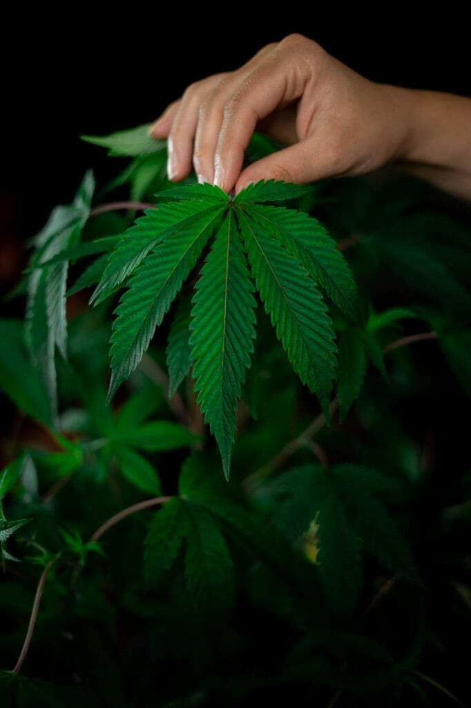 Buy My cannabis Online: Deals and Discounts You Can Find From Our Online Marijuana Dispensary | Budmail Canada | Budmail Canada