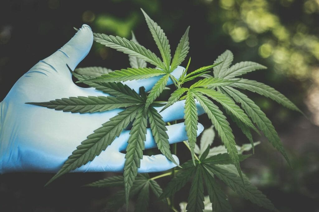 Buy cannabis Online Grasslife | Budmail Canada