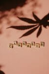 cannabis weed | Budmail Canada