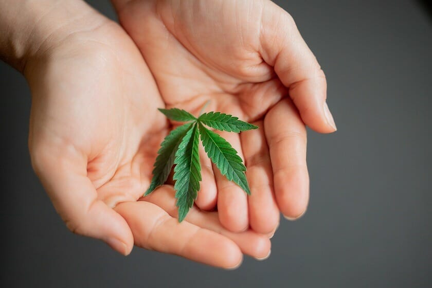 Budmail Canada - Hybrid cannabis Strains | Budmail Canada
