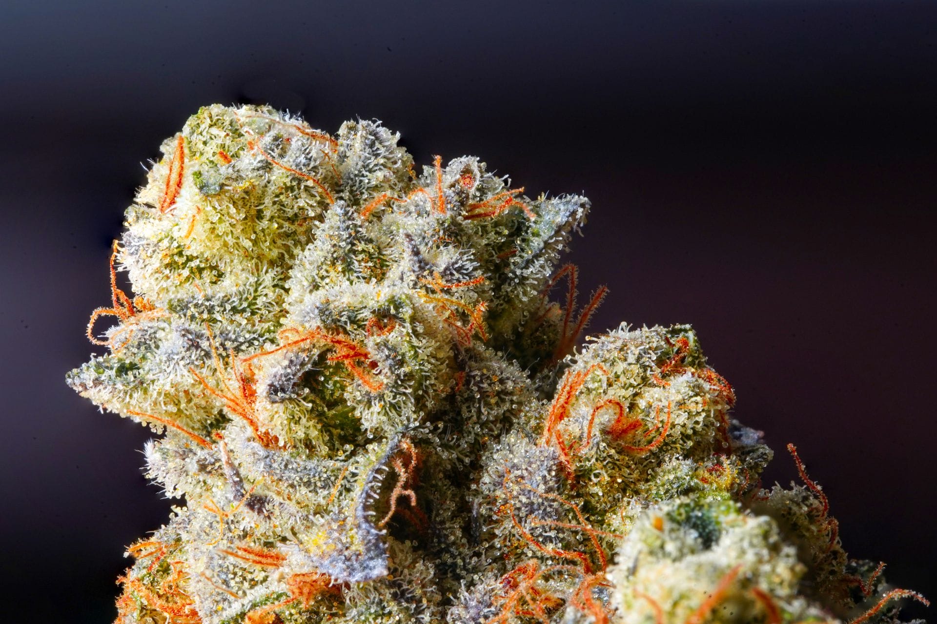 Weed Delivery Canada_ Top Hybrid Selection | Budmail Canada