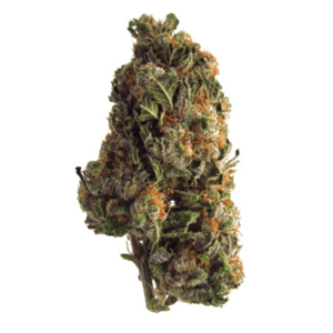 Grape Crush | Budmail Canada