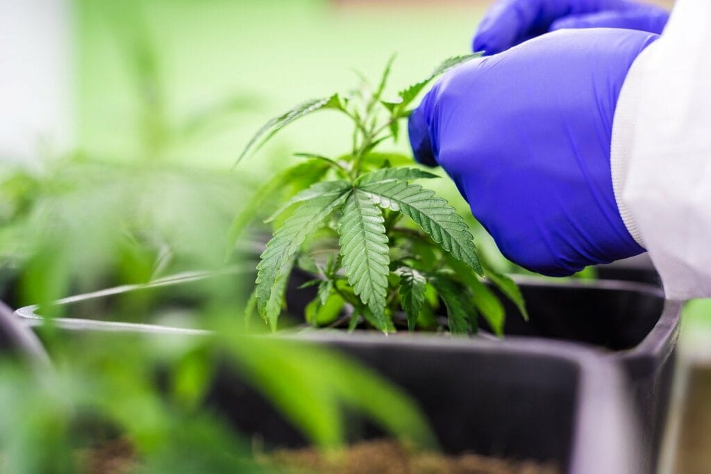 Buy cannabis online | Budmail Canada