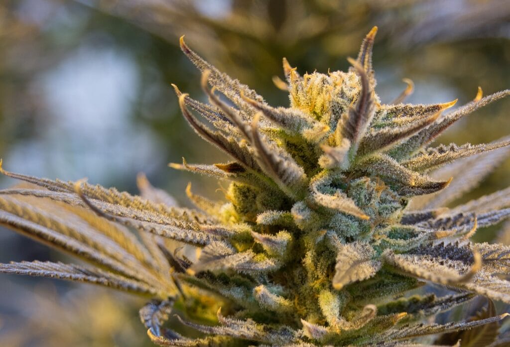 buy indica flower online in Canada | Budmail Canada